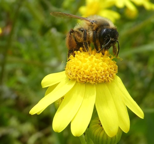 Buffish Mining Bee photo 5