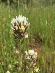 Castilleja lineariloba
