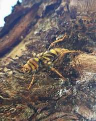 Xylotrechus chinensis