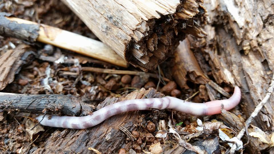 Oregon Giant Earthworm (Driloleirus macelfreshi) · iNaturalist