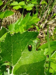 Chrysolinina