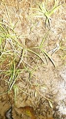 Hoplobatrachus chinensis