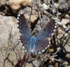 Pseudophilotes panoptes