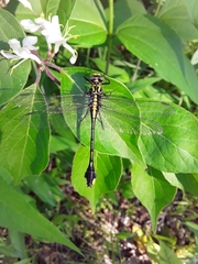 Gomphurus