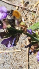 Bombus pascuorum