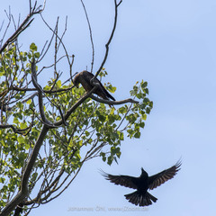 Corvus corone corone