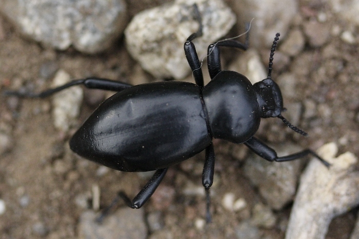 Coelocnemis magna