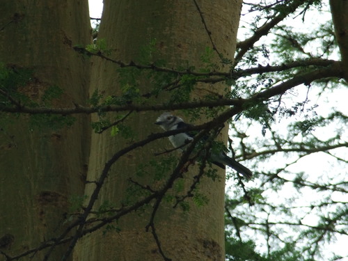 Grey-crested Helmetshrike (Prionops poliolophus), photo 8