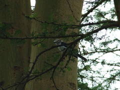 Prionops poliolophus