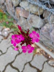 Dianthus pontederae