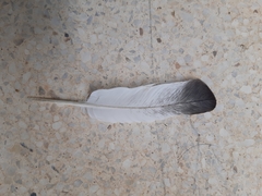 Columba livia domestica