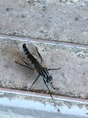 Pandivirilia