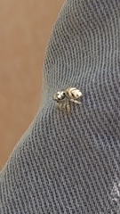 Salticus scenicus