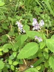 Scutellaria serrata