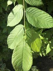 Juglans nigra