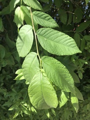 Juglans nigra