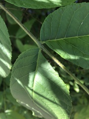 Juglans nigra