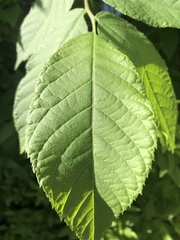 Juglans nigra