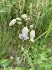 Silene vulgaris