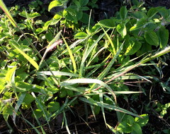 Digitaria ternata
