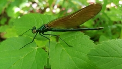 Calopteryx virgo