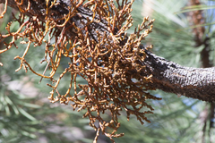 Arceuthobium campylopodum