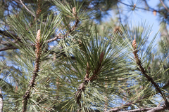 Pinus coulteri
