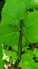 Calopteryx virgo