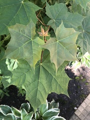 Acer platanoides