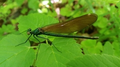 Calopteryx virgo