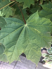 Acer platanoides