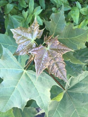 Acer platanoides