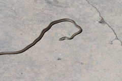 Masticophis lateralis