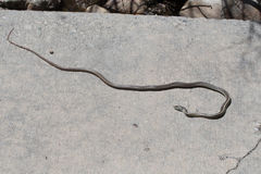 Masticophis lateralis