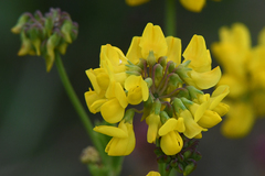 Coronilla coronata