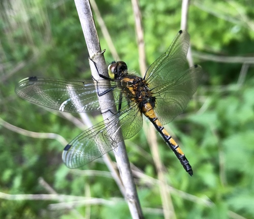 Large White-faced Darter, photo 4 of 10