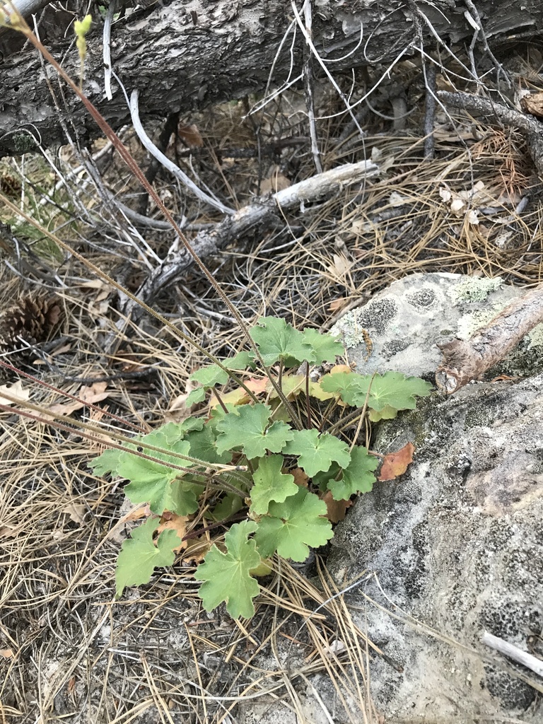 Heuchera inconstans