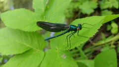 Calopteryx virgo