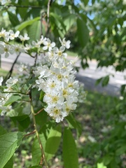 Prunus padus