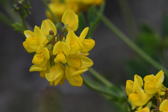 Coronilla coronata