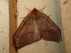 Metarranthis duaria