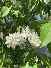 Prunus padus