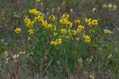 Coronilla coronata