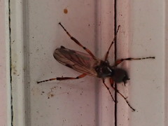 Bibio xanthopus