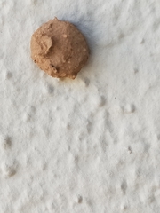 Eumeninae