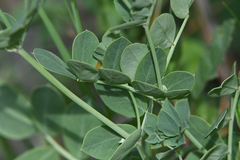 Coronilla coronata