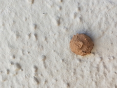 Eumeninae