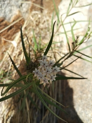 Asclepias angustifolia