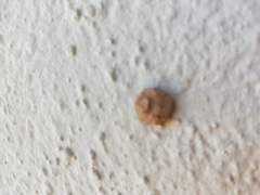 Eumeninae