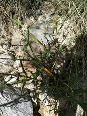 Asclepias angustifolia